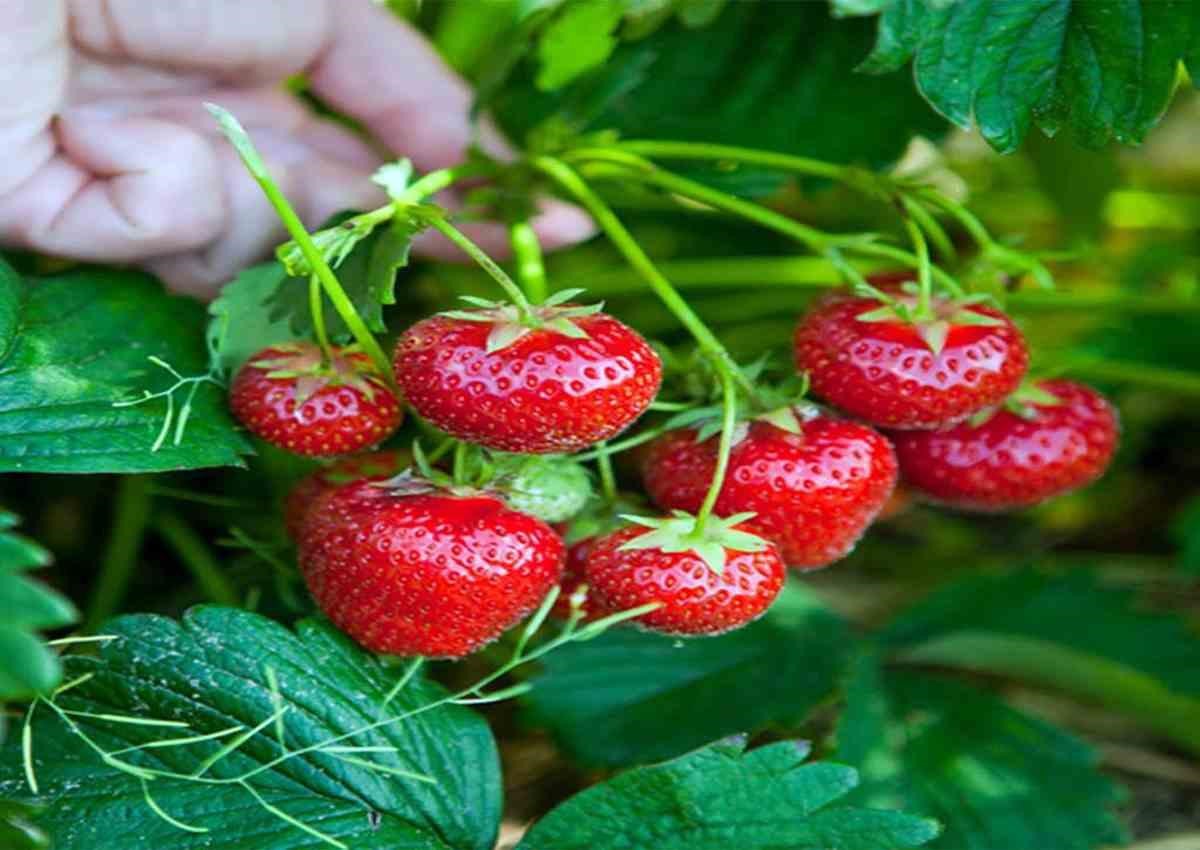 خرید نهال توت فرنگی درختی