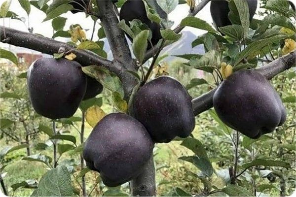 خرید نهال سیب سیاه