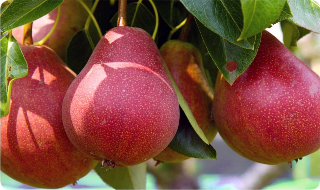 6 نهال گلابی رد آنجو