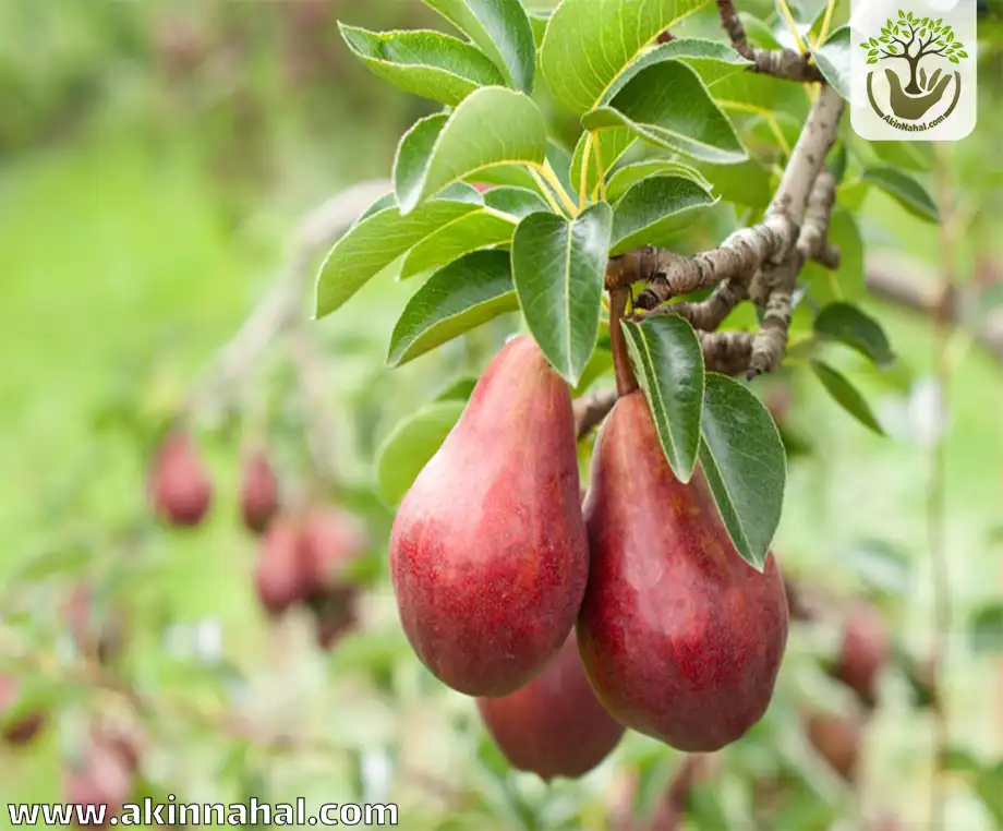 7 خرید نهال گلابی