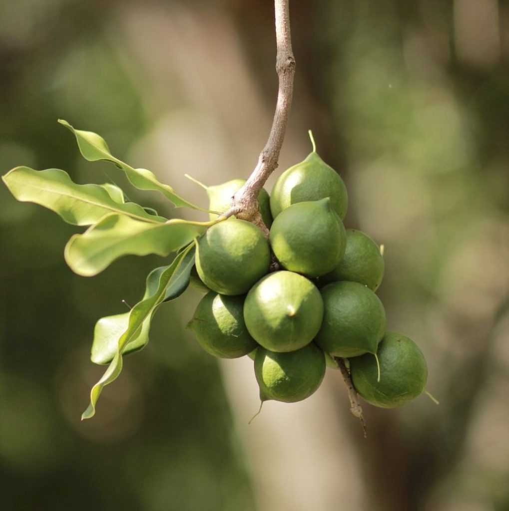 ماکادمیا ماکادمیا