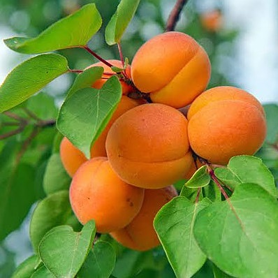 زردآلو پرتقالی زردآلو پرتقالی