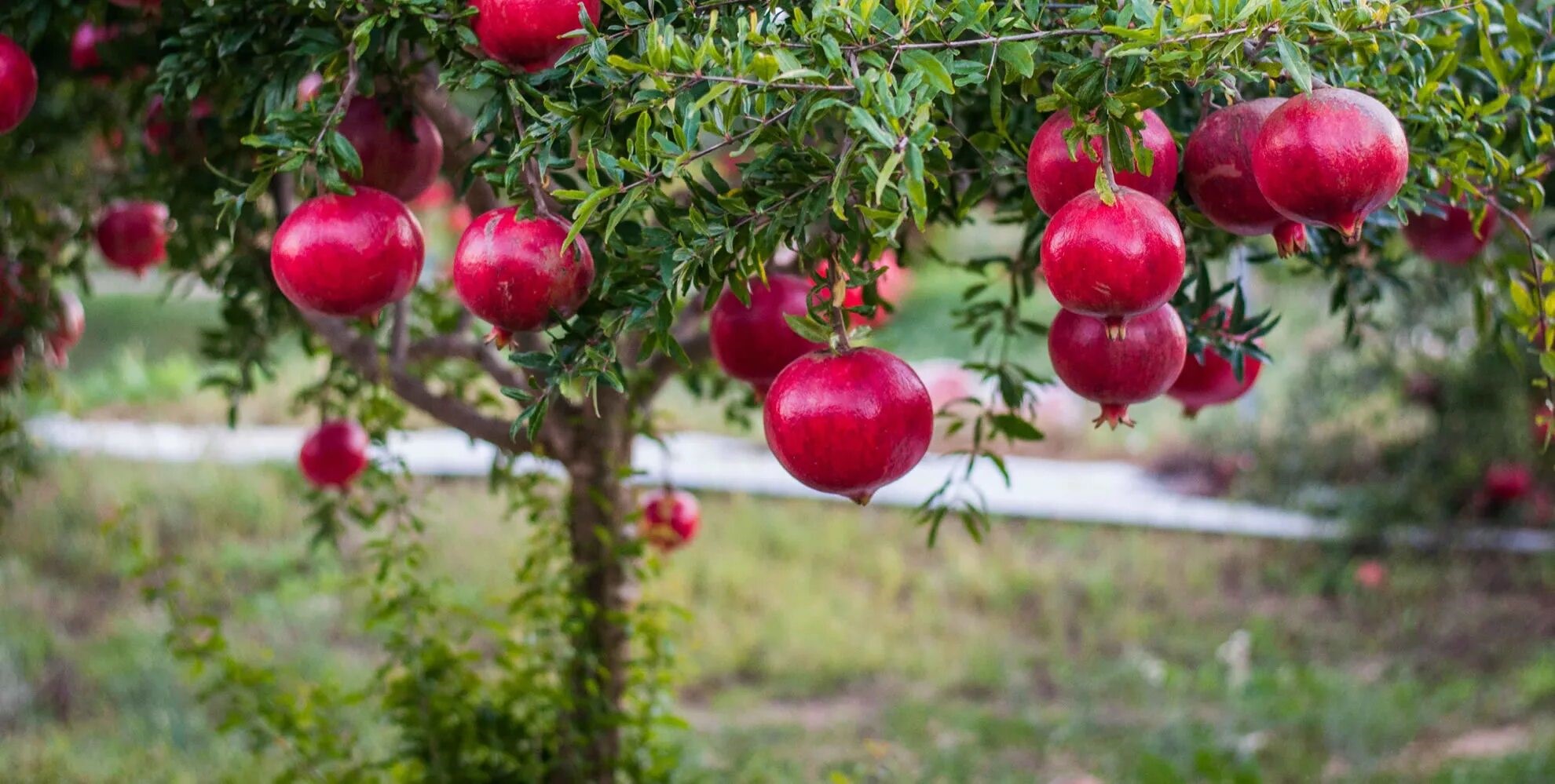 خرید نهال انار