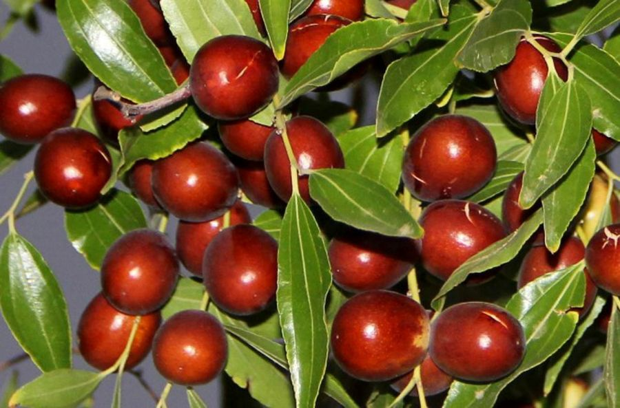 خرید نهال عناب چینی