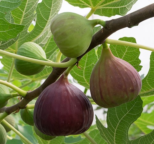 خرید نهال انجیر