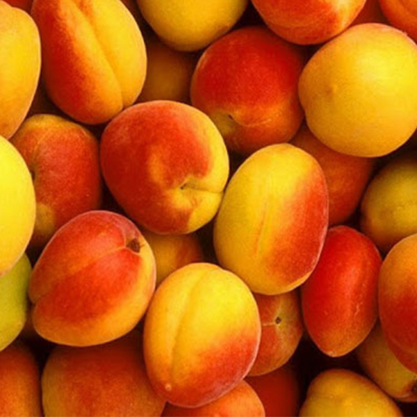 خرید نهال زردآلو