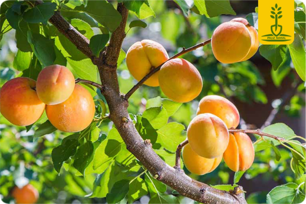 زردآلو شاهرودی