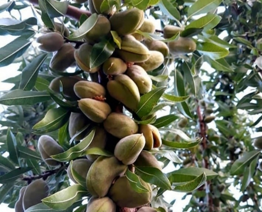 خرید نهال بادام فرانیس