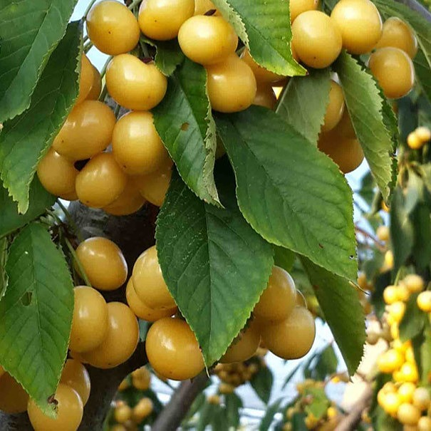 خرید نهال گیلاس شیشه ای