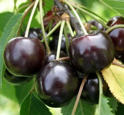 نهال گیلاس تکدانه