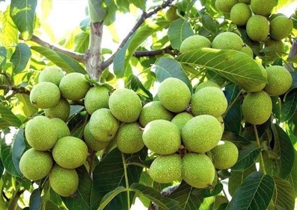 گردو کانادایی گردو کانادایی