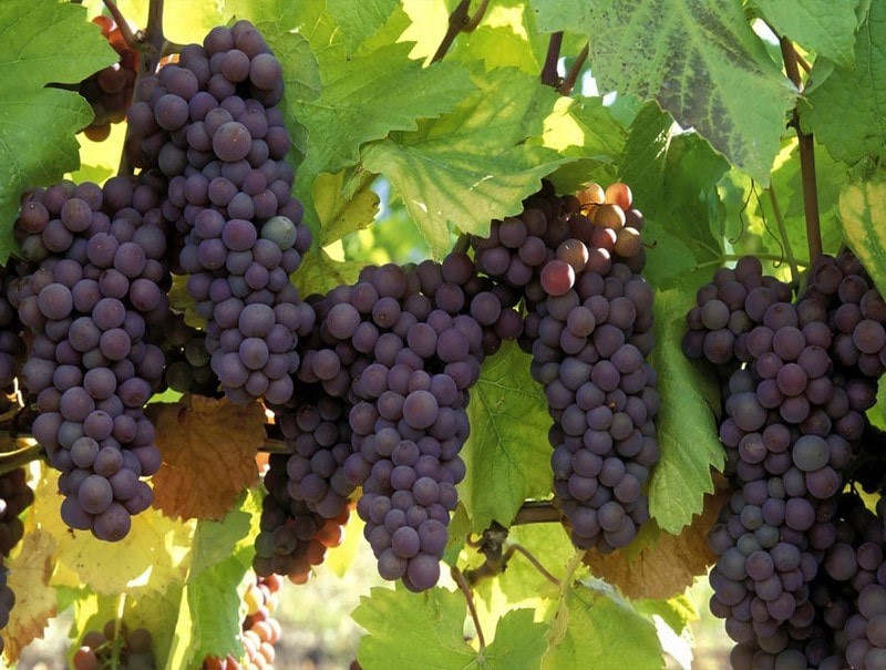 خرید نهال انگور