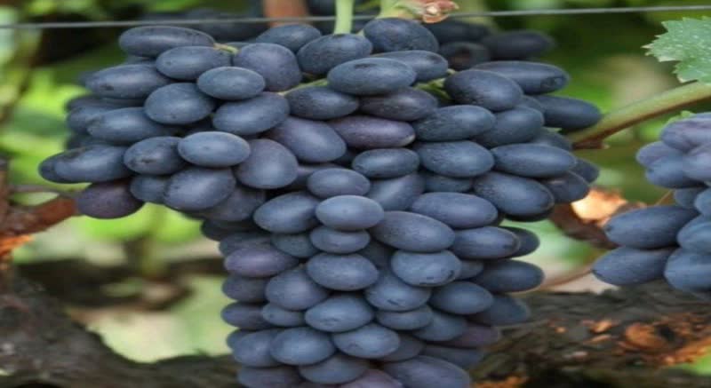 قیمت نهال انگور