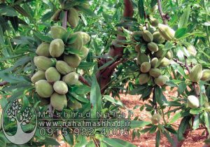 نهال بادام شاهرودی