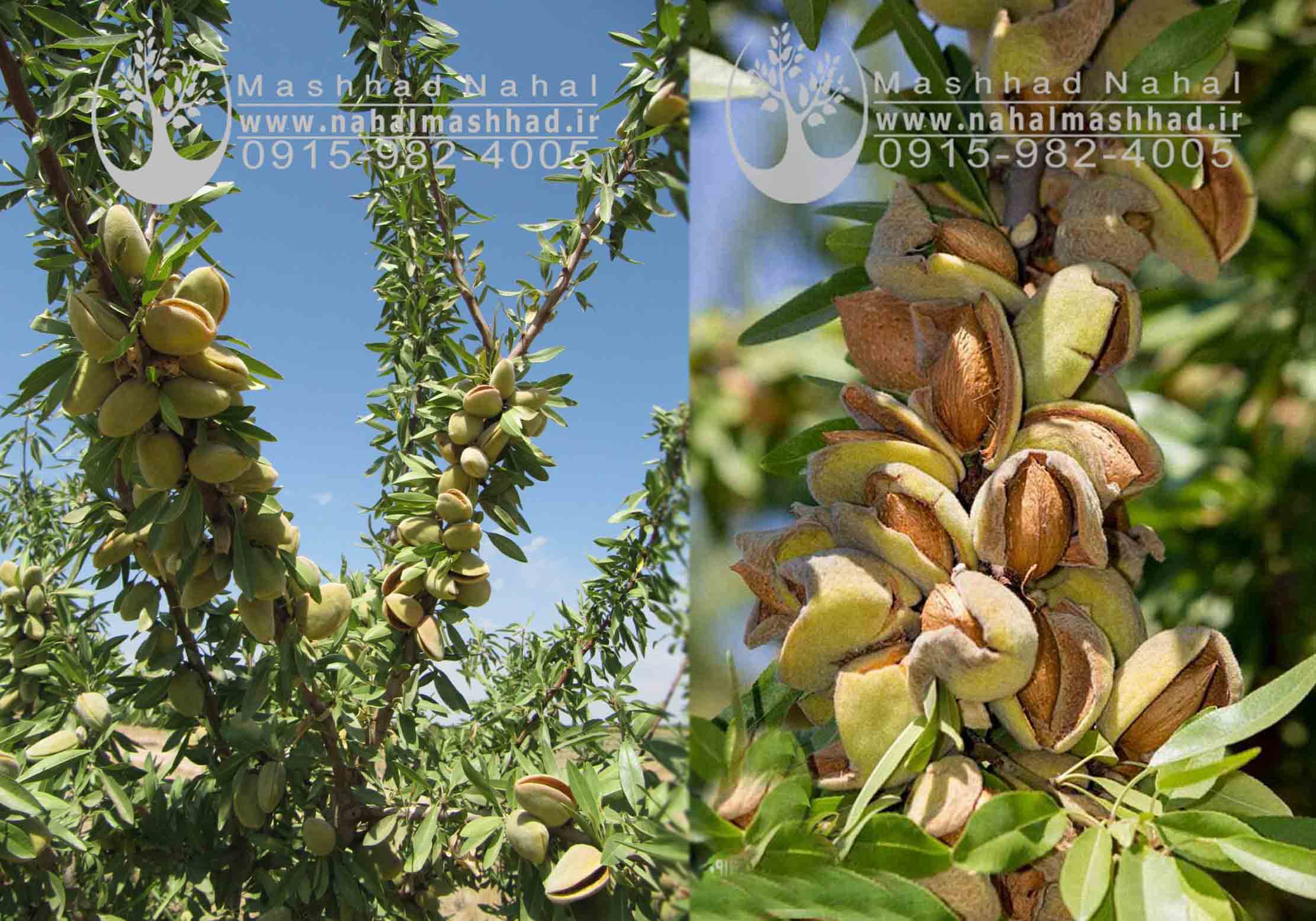 نهال بادام فرانیس