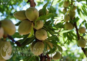 نهال بادام مامایی