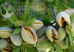 نهال بادام نون پاریل