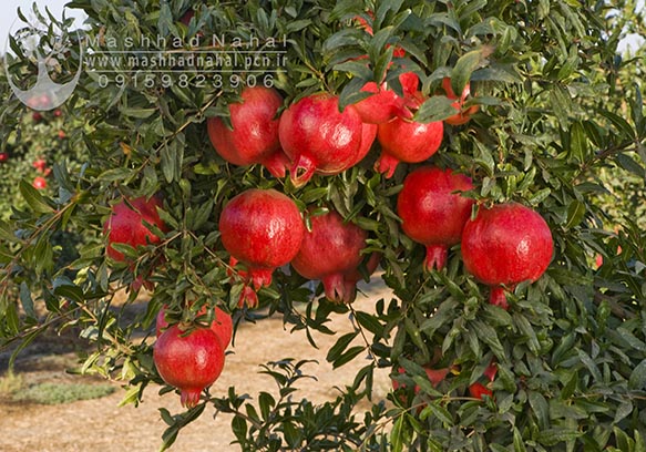 نهال انار بجستان
