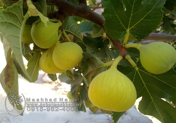 نهال انجیر زرد