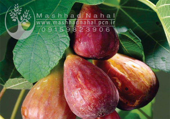 نهال انجیر گلابی