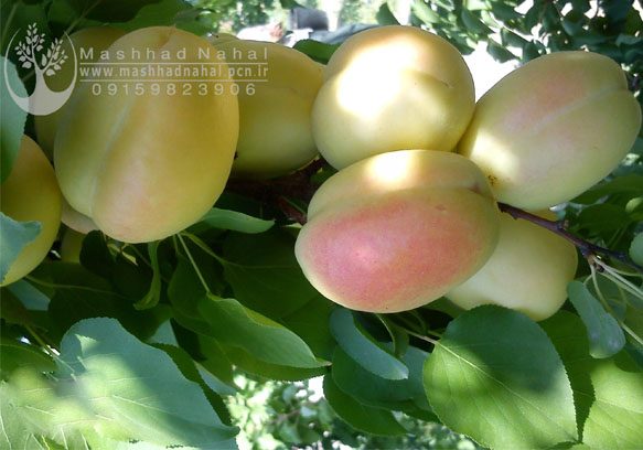 زردالو لاسگردی نهال زردالو لاسگردی