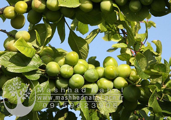 گوجه سبز برقان