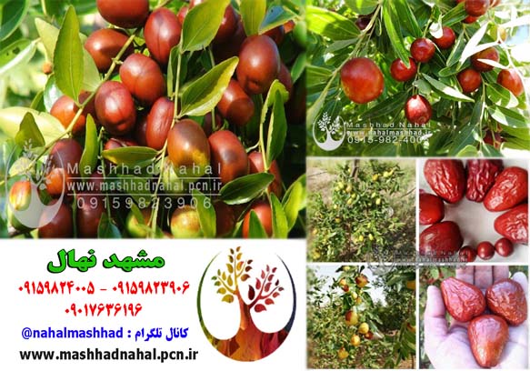 عناب بیرجند