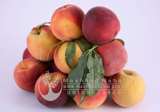 هلو آلبرتا هلو آلبرتا