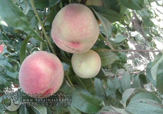 هلو دماوندی هلو دماوندی