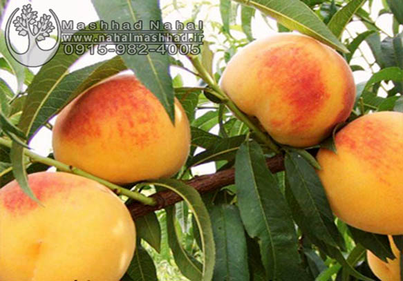 هلو زعفرانی هلو زعفرانی