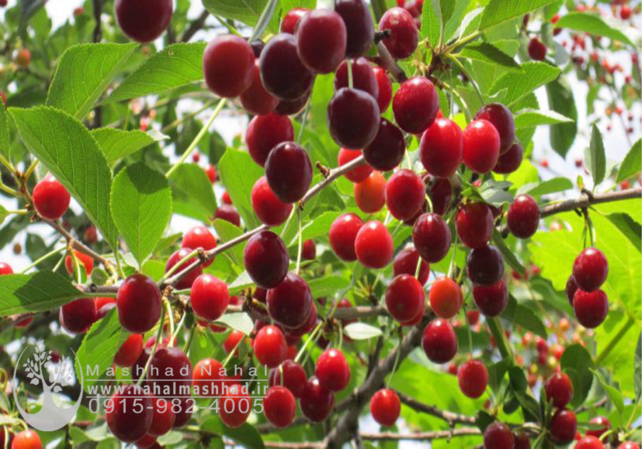 آلبالو اردی