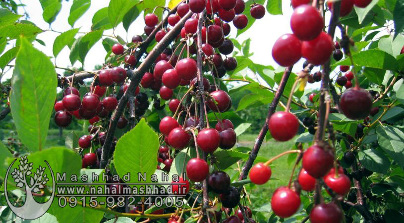 آلبالو بوترمو