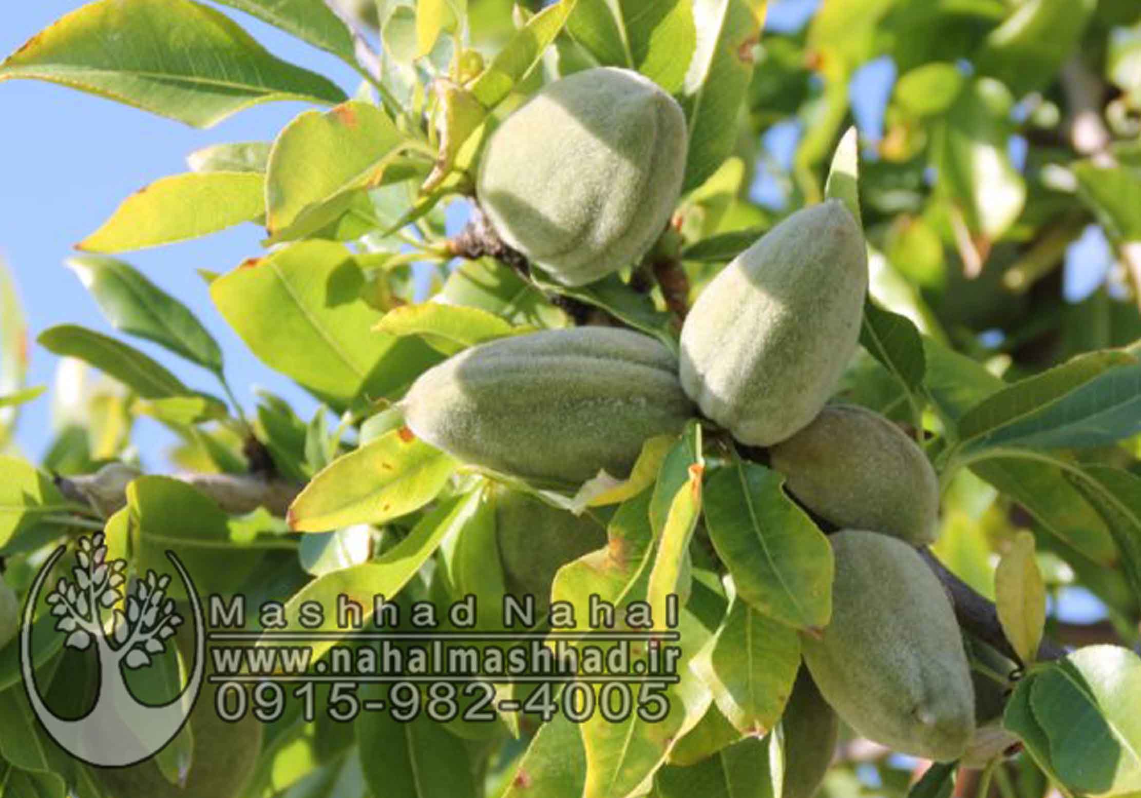 نهال بادام سنگی