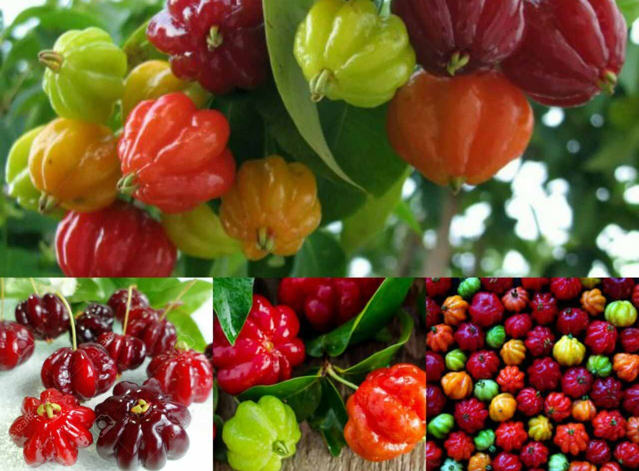 گیلاس سورینام