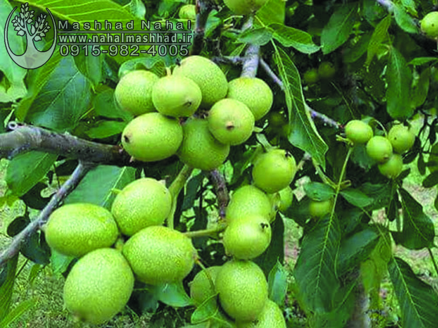 گردو فرنور نهال گردو فرنور