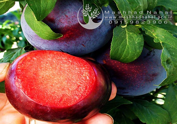 نهال آلو بلک دیاموند