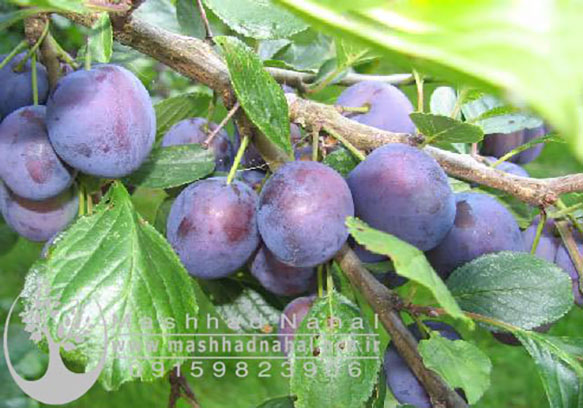 نهال آلو دامسونز