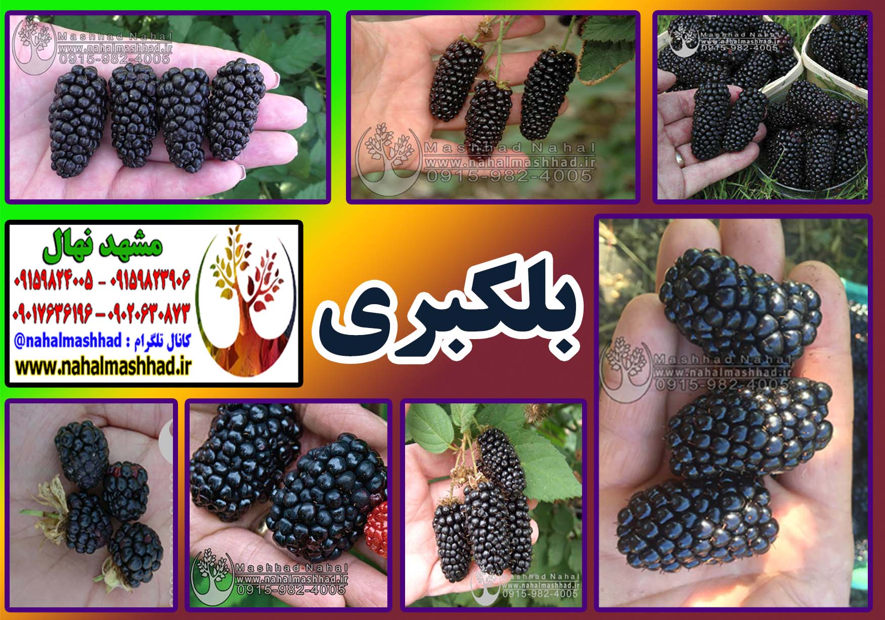 نهال بلک بری