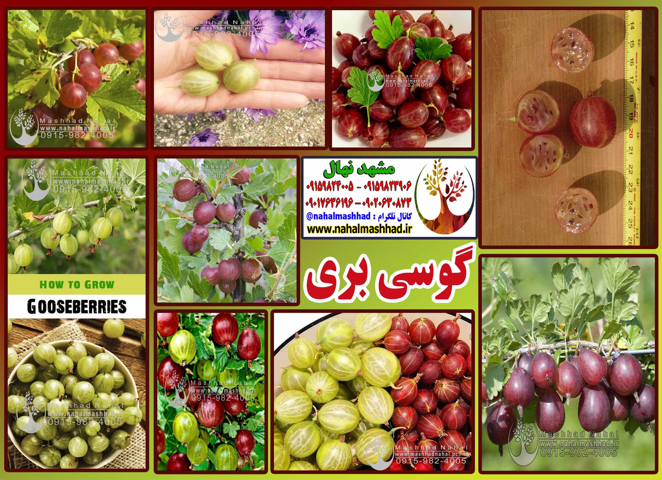 گوسی بری