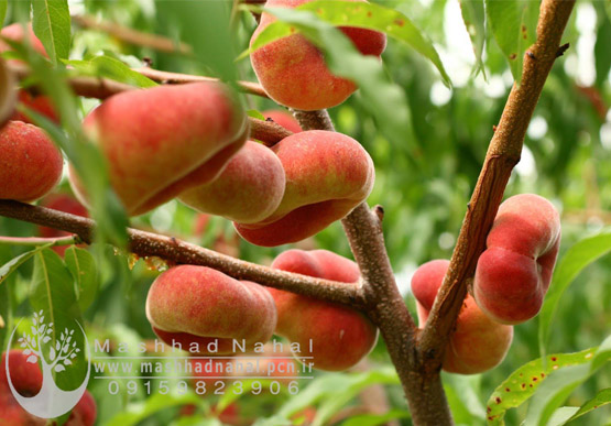 هلو انجیری هلو انجیری