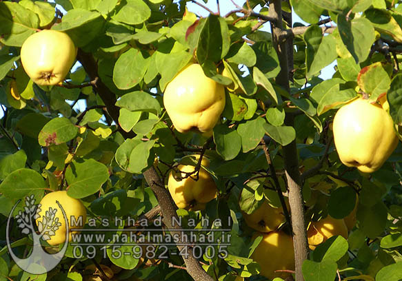 نهال به نیشابور