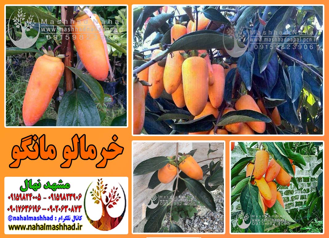 خرمالو مانگو