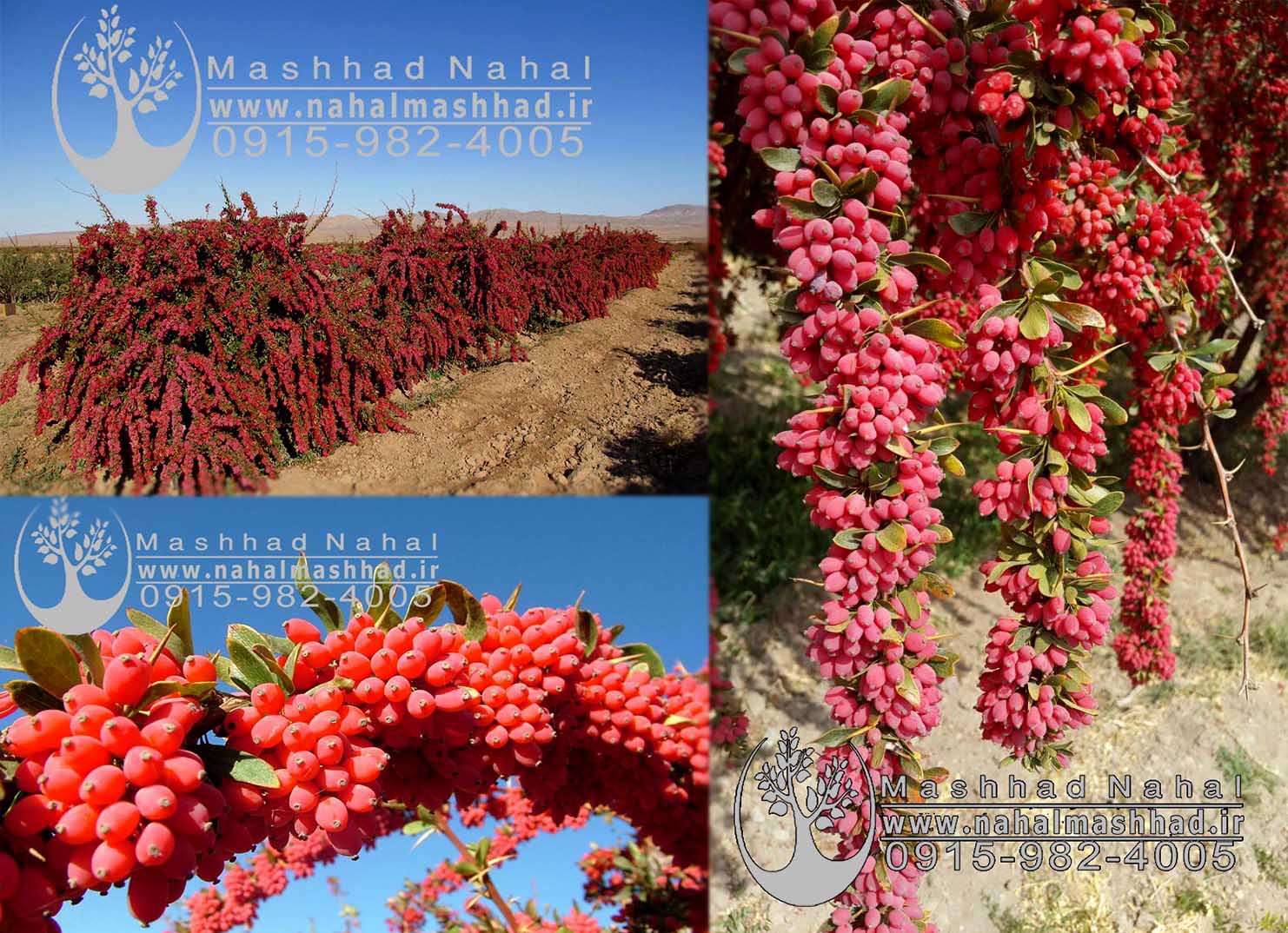 خرید زرشک پفکی قائن