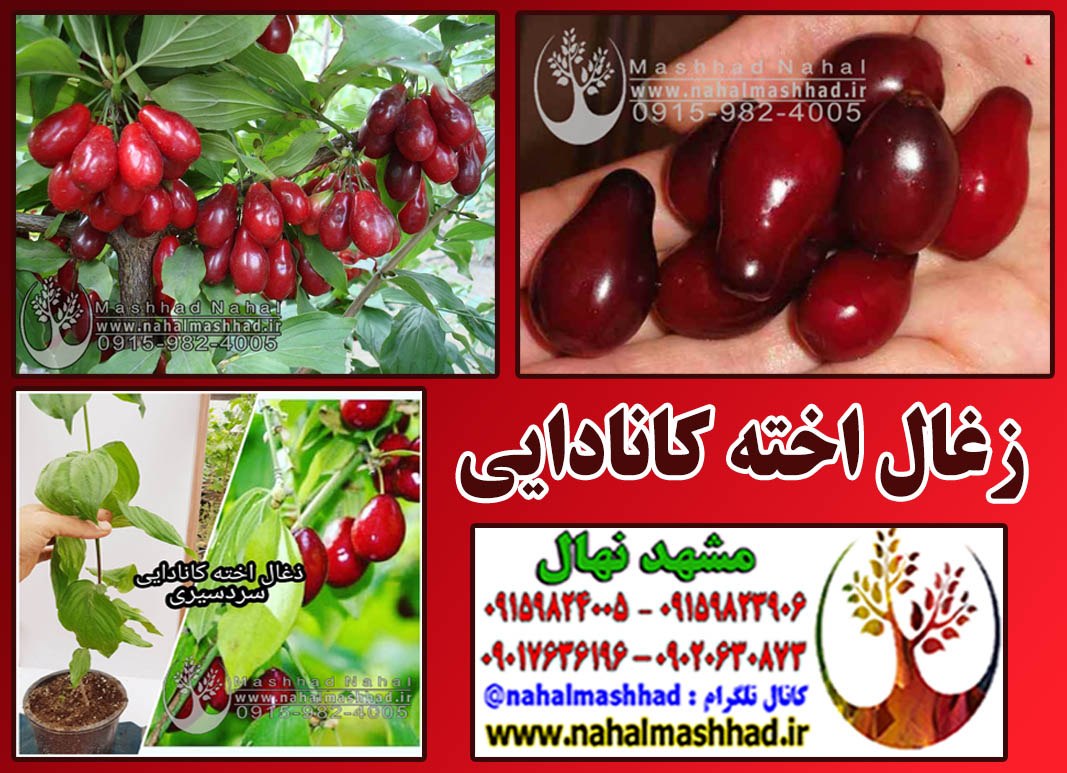 زغال اخته کانادایی