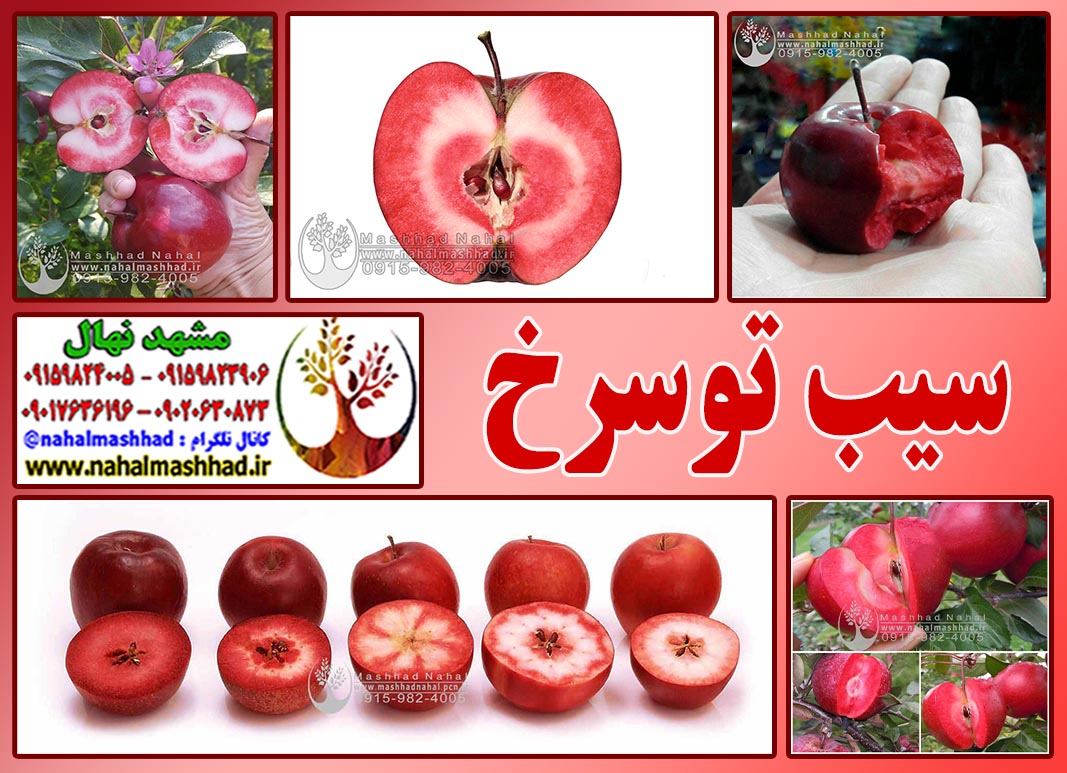 نهال سیب توسرخ