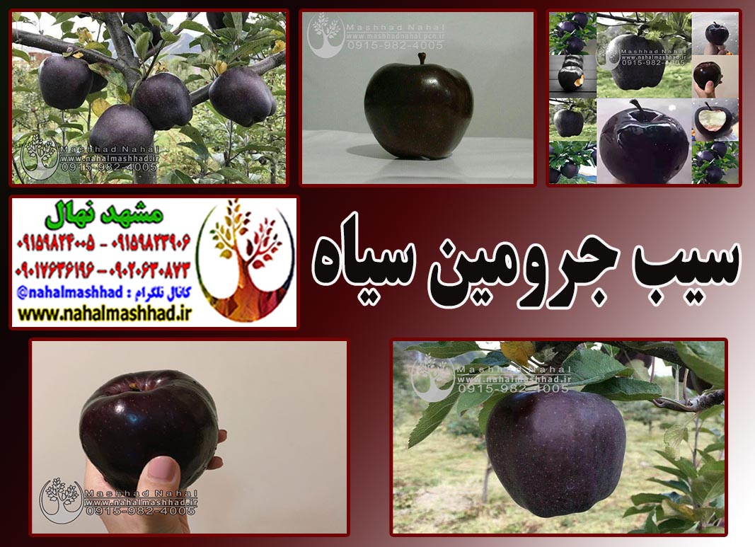نهال سیب سیاه