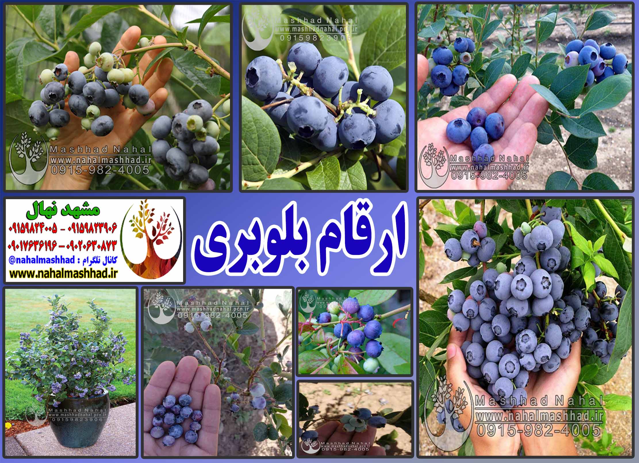 بلوبری
