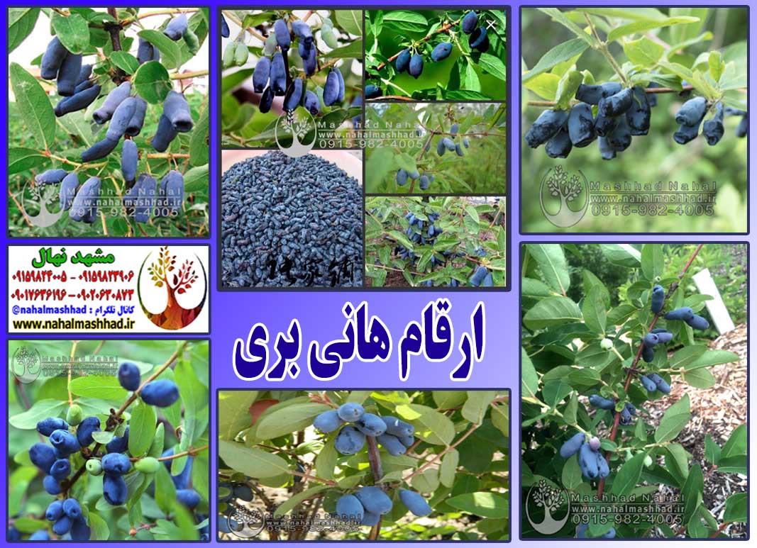 هانی بری