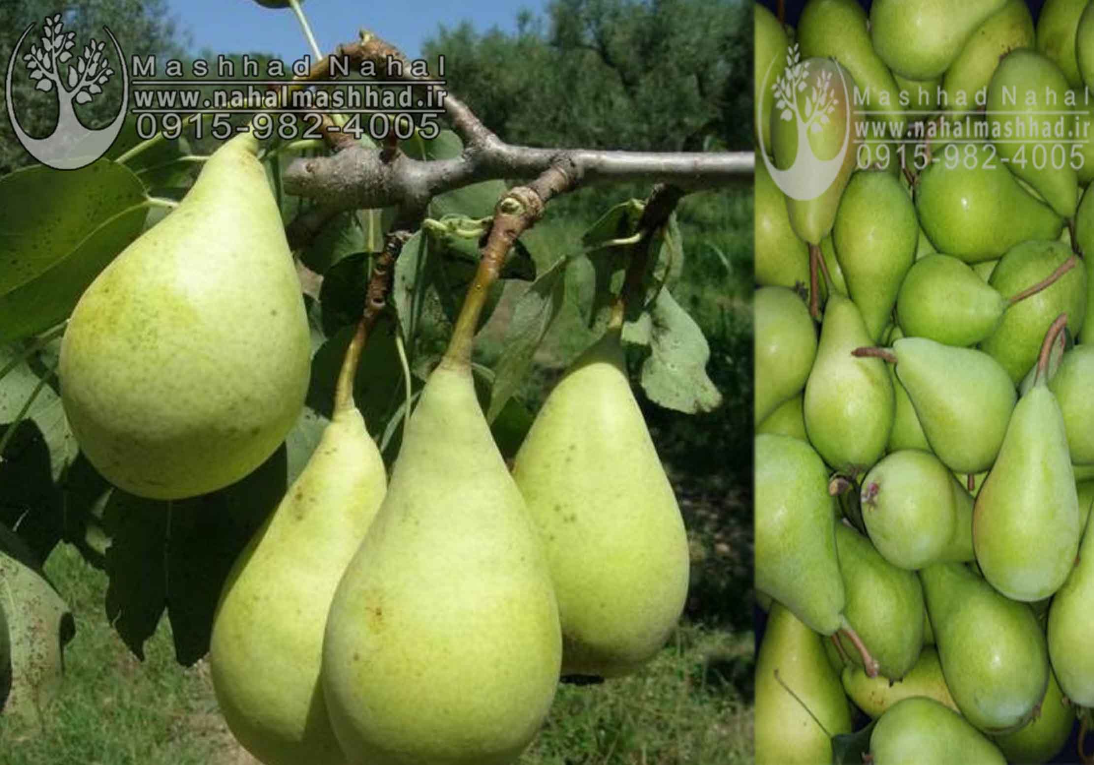 خرید نهال گلابی اسپادانا