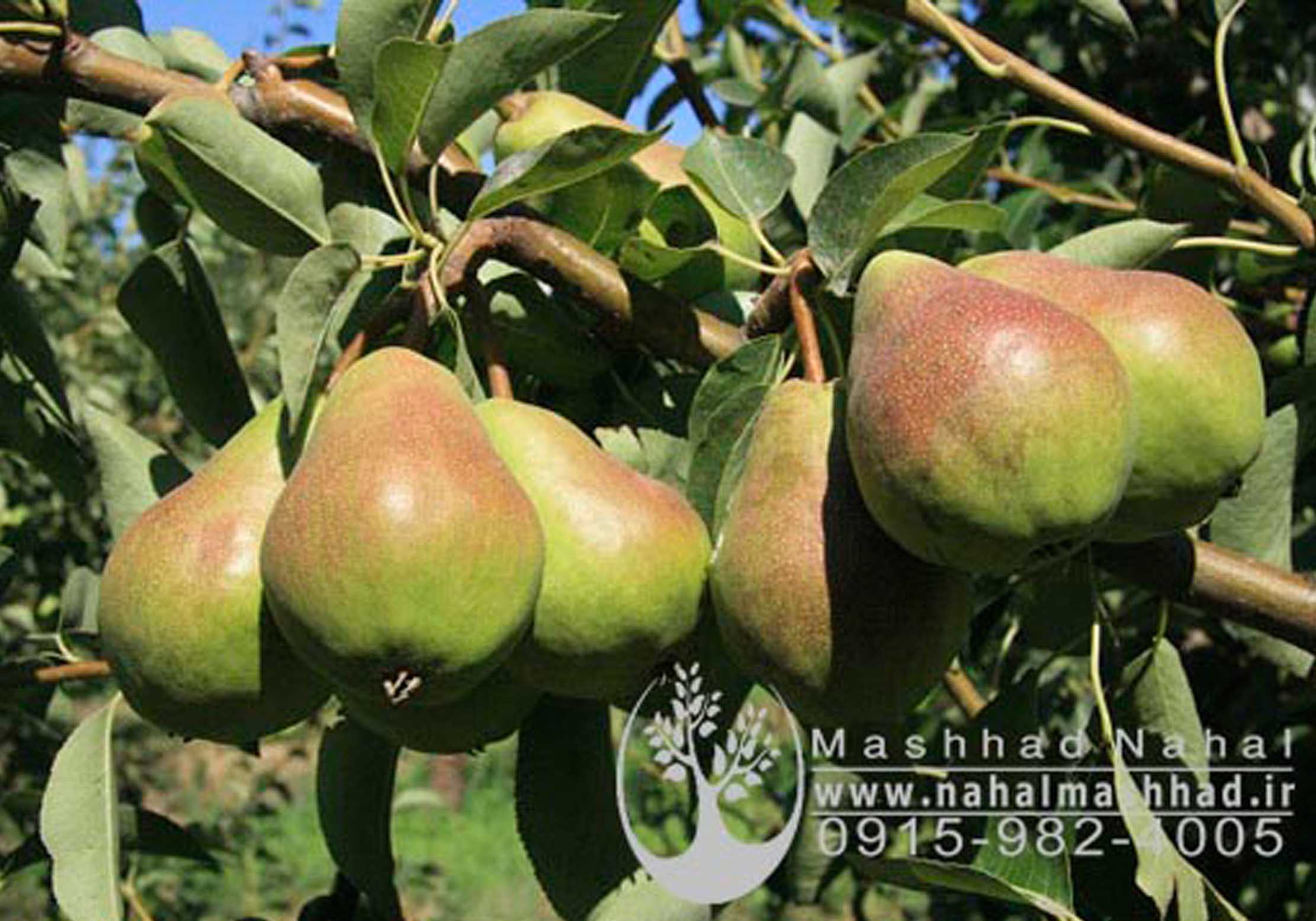 گلابی درگزی